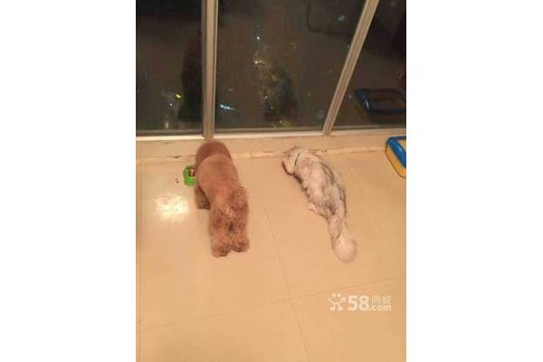 我想养一只小狗