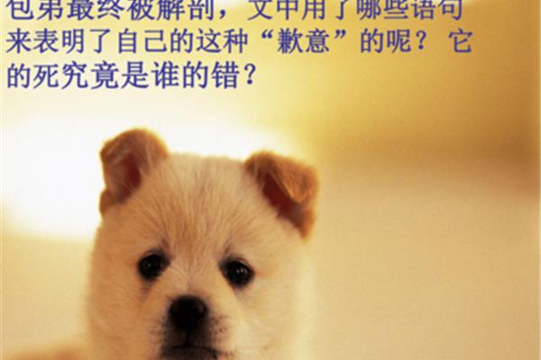 小狗包弟原文