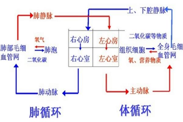 体循环的过程