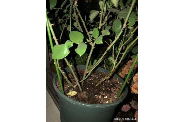 根茎叶打一水果