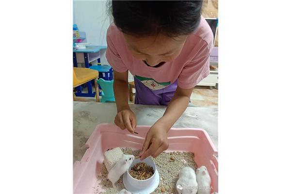 照顾小仓鼠