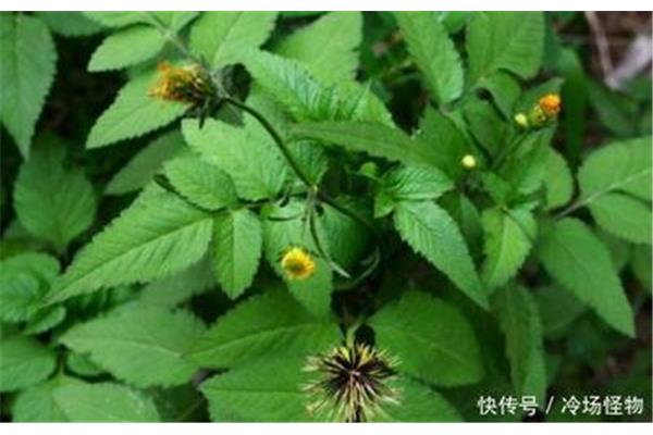降压草药有哪些