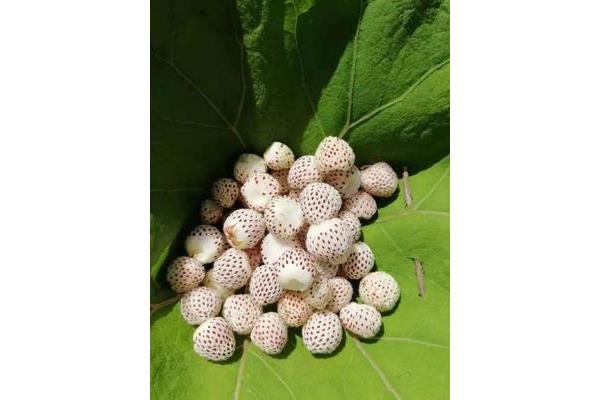 根茎叶打一水果