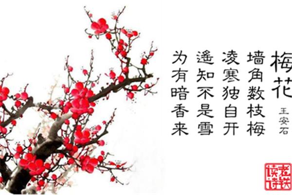 王安石的梅花