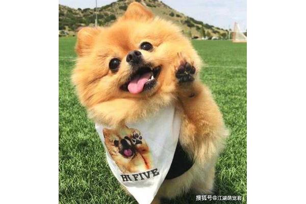 我想养一只小狗