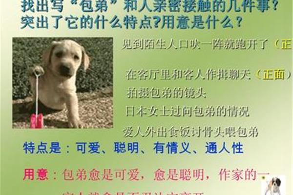 小狗包弟原文