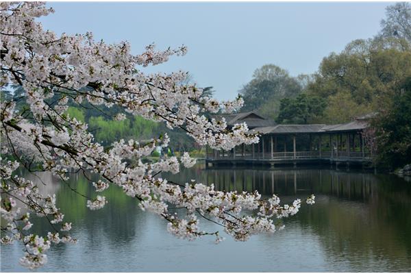 春天的景色图片