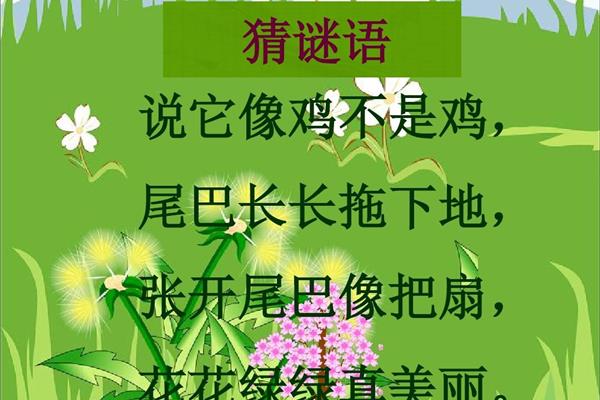 金孔雀轻轻跳