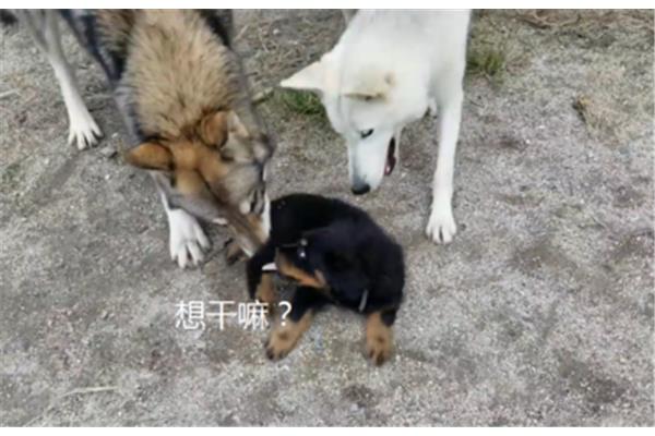 我想养一只小狗