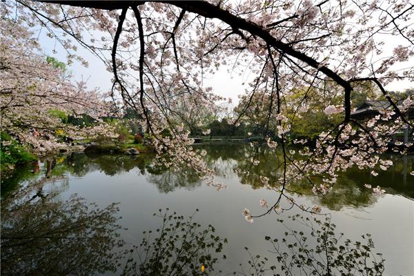 春天的景色图片