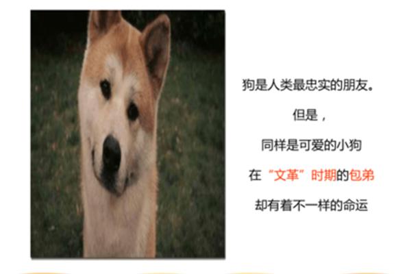 小狗包弟原文