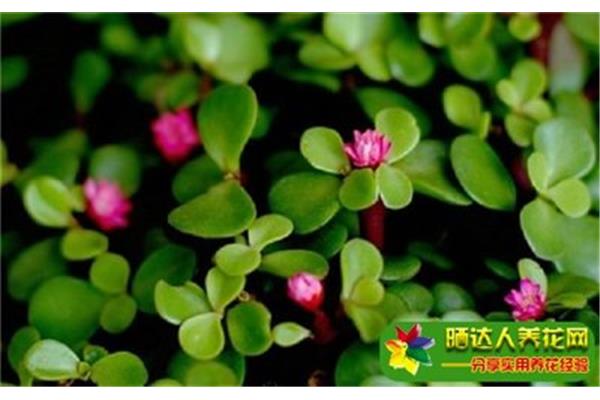 金枝玉叶的意思