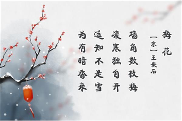王安石的梅花