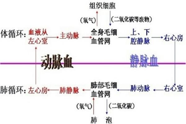 体循环的过程