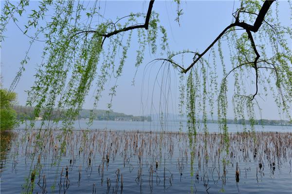 春天的景色图片