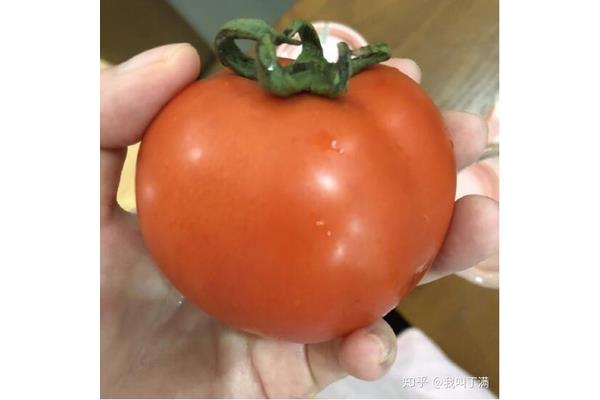 爱吃西红柿
