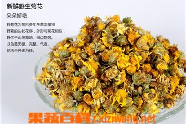 菊花的作用与功效