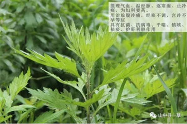 艾叶的功效与作用