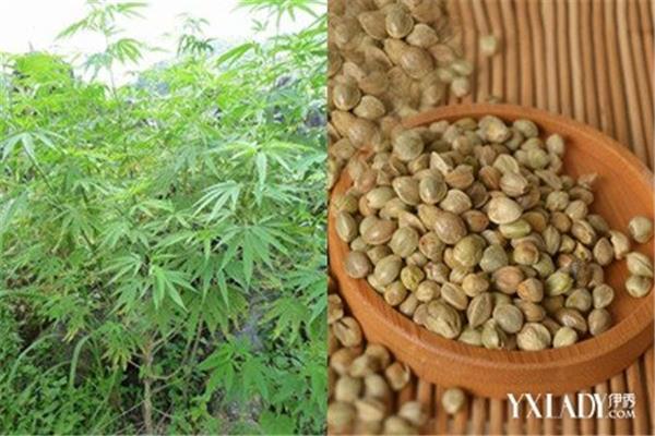 便秘中药配方