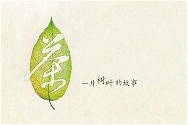 一片树叶的故事