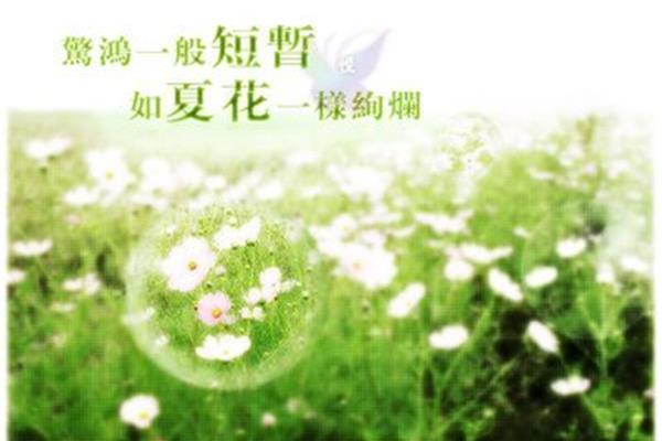 淡然的诗句