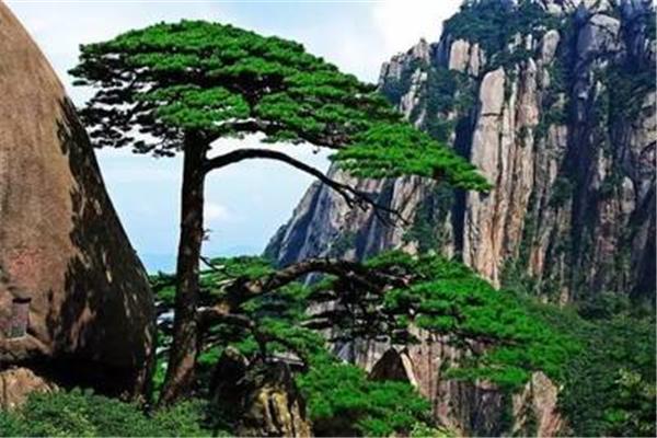 黄山迎客松简介