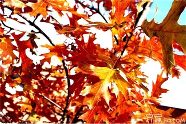 枫叶的特点
