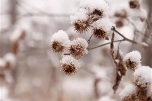 关于雪的唯美句子