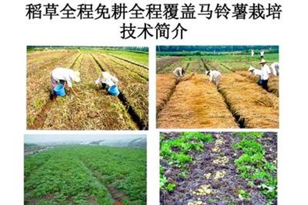 马铃薯种植技术