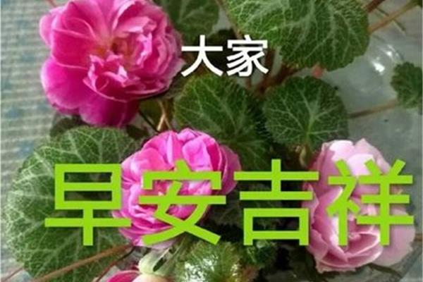 每日祝福语早安