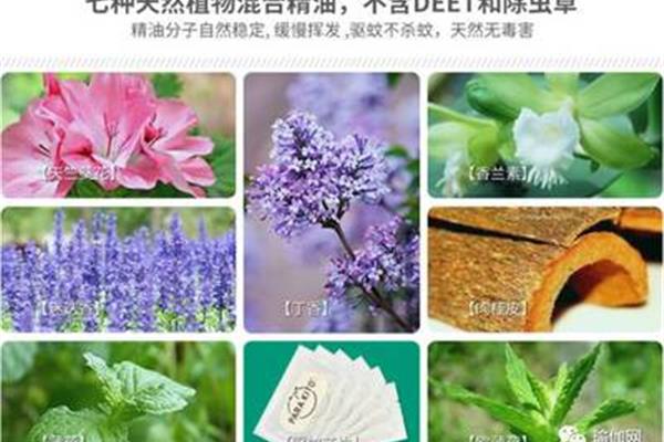 天竺葵精油的功效