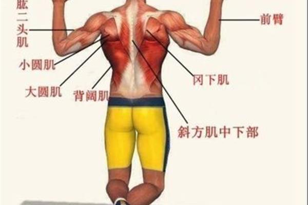 当兵有什么兵种