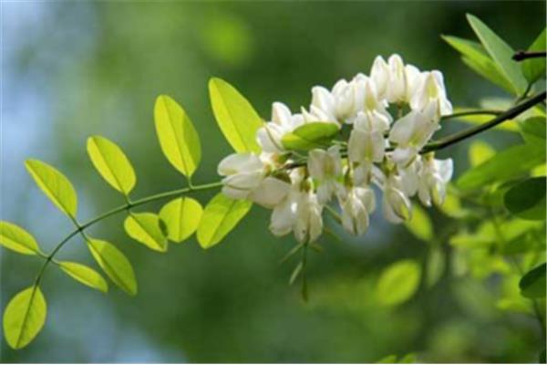 槐树什么时候开花