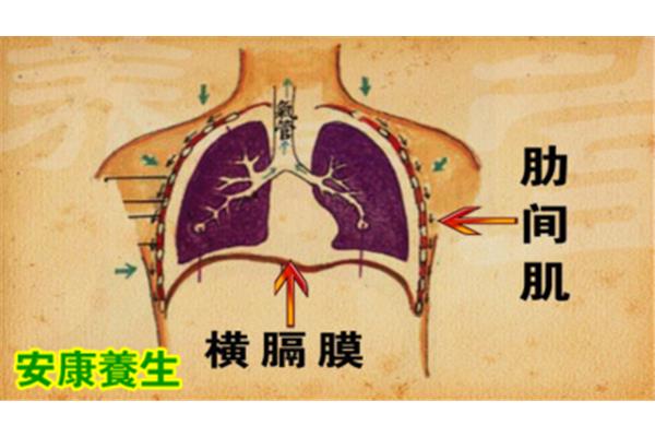 怎么补肺气