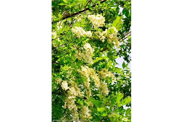 槐树什么时候开花