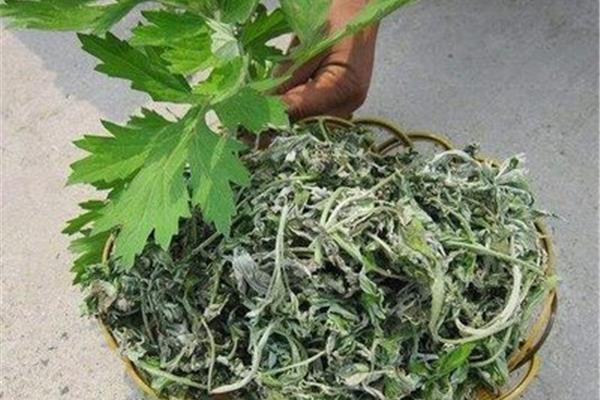 艾叶的功效与作用