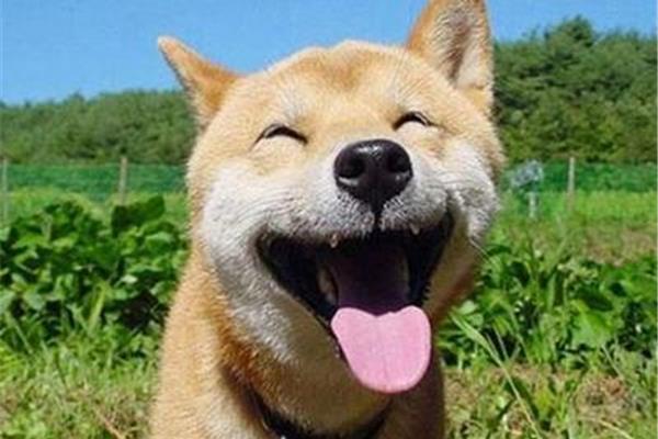 淡淡的微笑