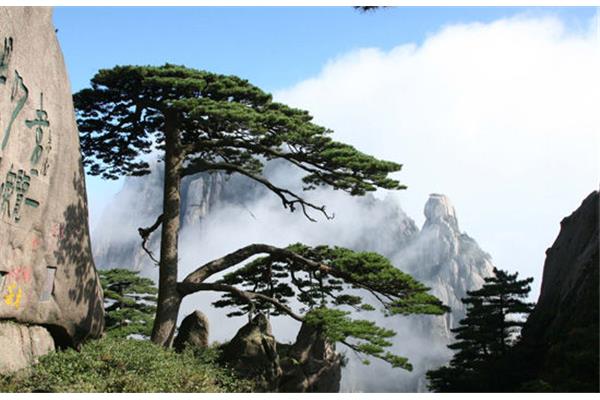 黄山迎客松简介