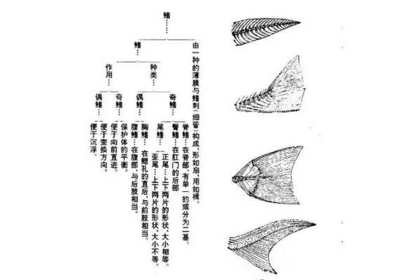 国画鱼的画法