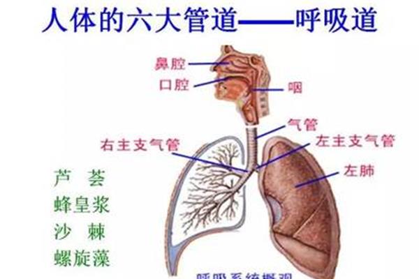 人为什么要呼吸
