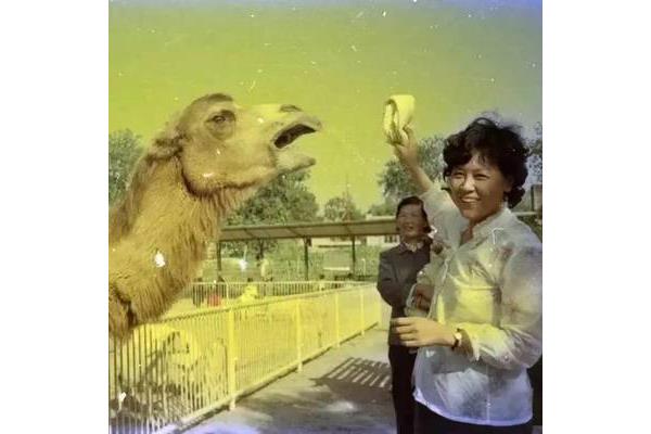 中国人与动物