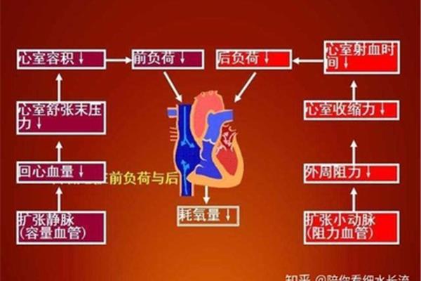 心肌的前负荷是指