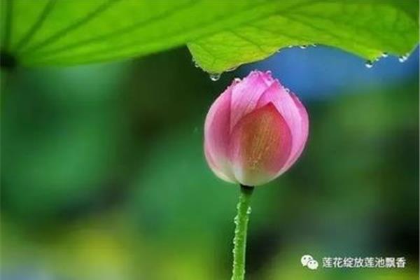 暮热游荷池上