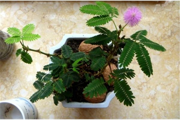 含羞草资料