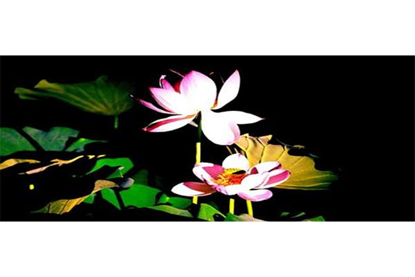 暮热游荷池上
