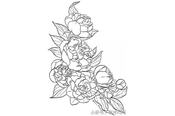 牡丹花怎么画