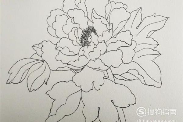 牡丹花怎么画