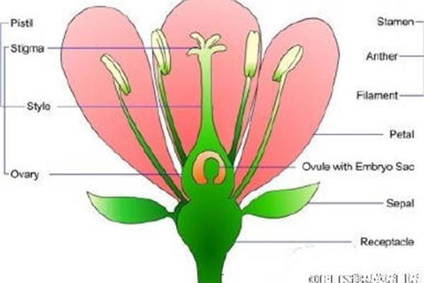 花的英文怎么说