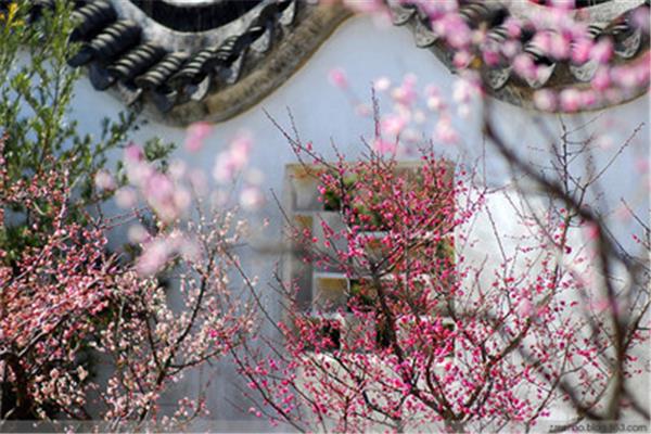 春到梅花山