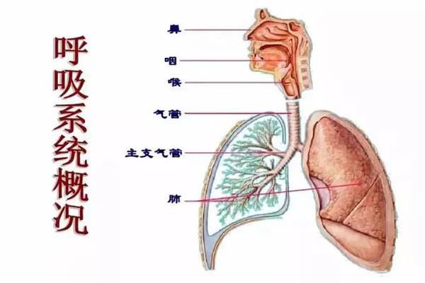 人为什么要呼吸